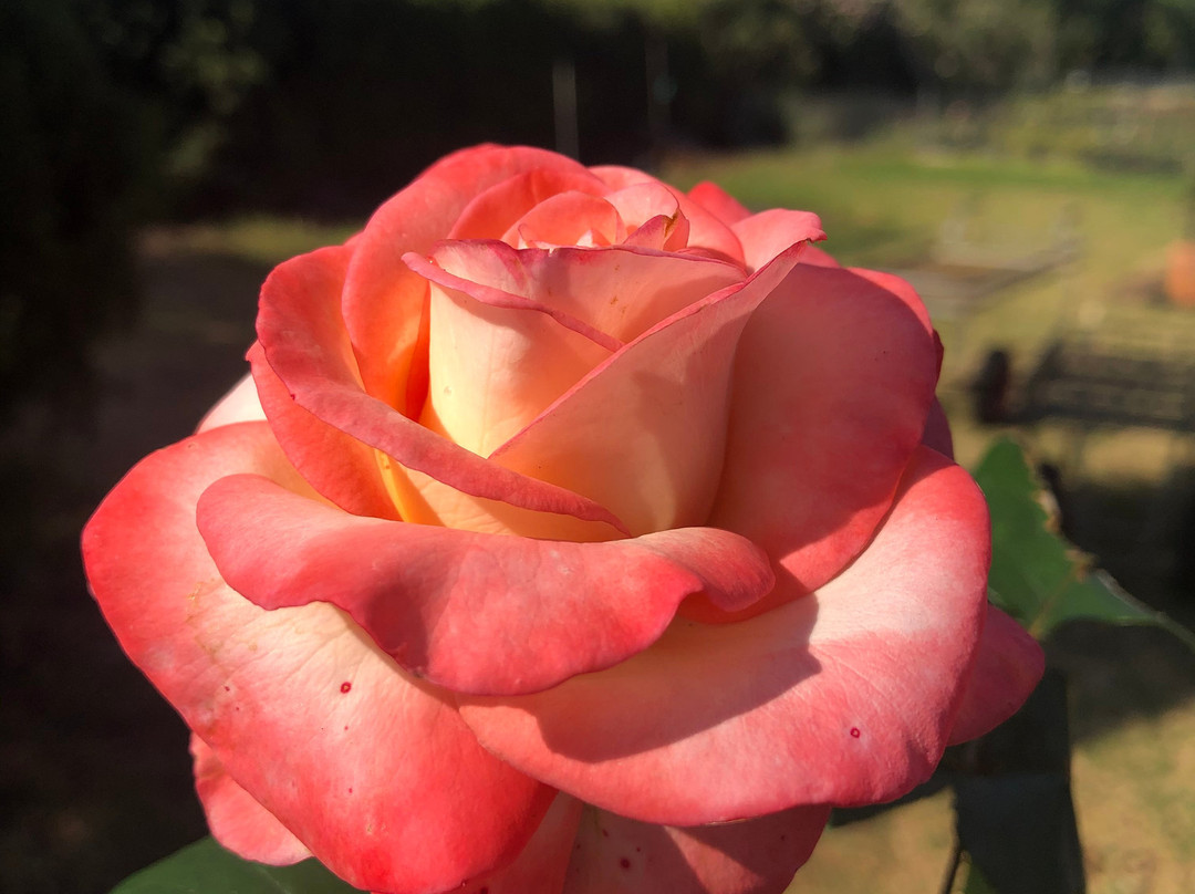 Brindabella Country Garden-Highfields必去景点