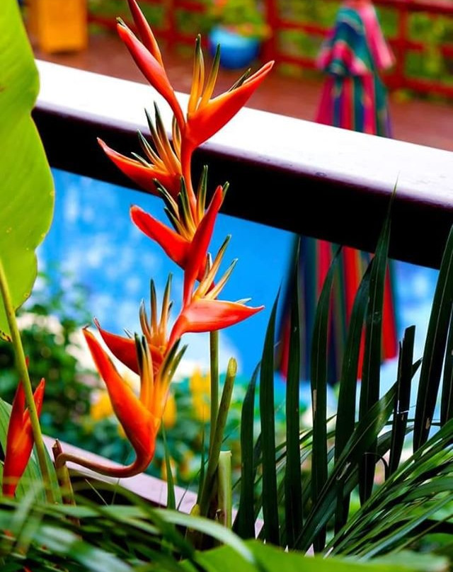 Moksha Retreat主图