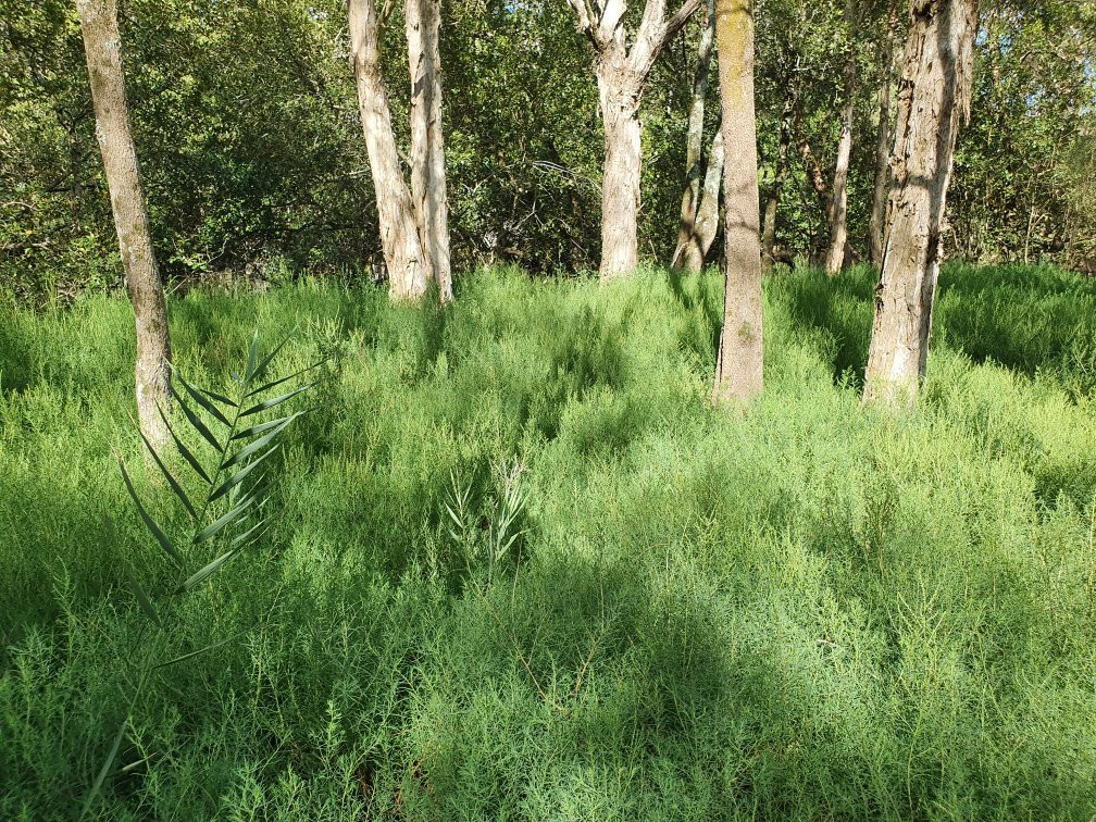 Kooloonbung Creek Nature Park-麦克夸利港必去景点
