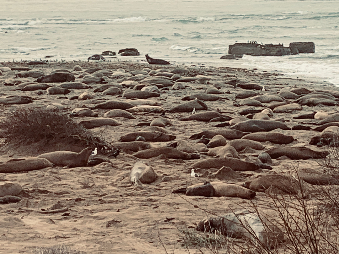 Ano Nuevo Elephant Seal Tours-佩斯卡德罗必去景点