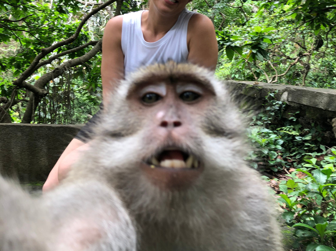 Casta Bali Driver-乌布必去景点