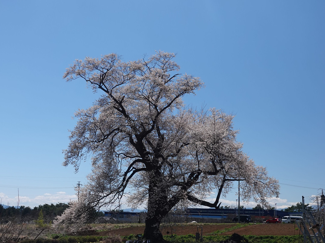 Shintahara No Edohigan Sakura-高森町必去景点