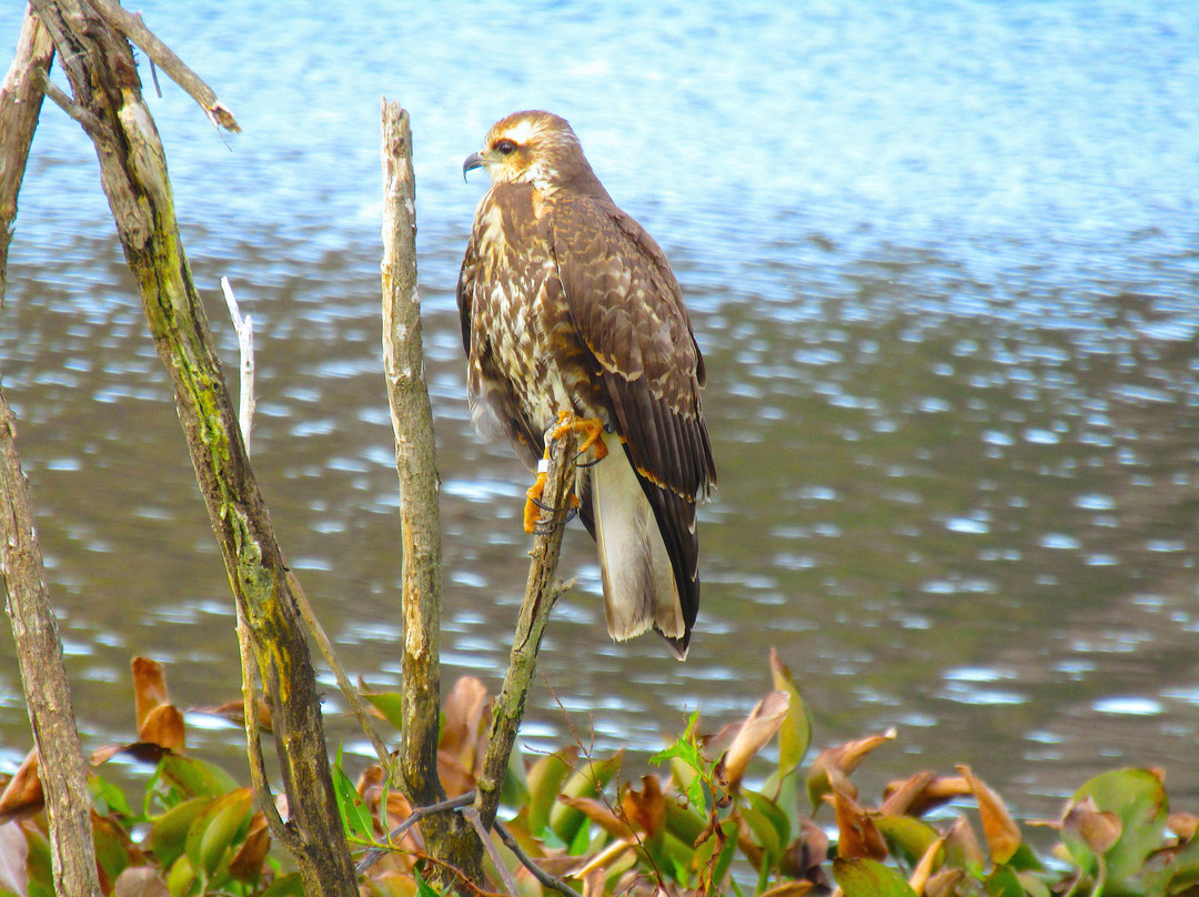 La Chua Trail-盖恩斯维尔必去景点