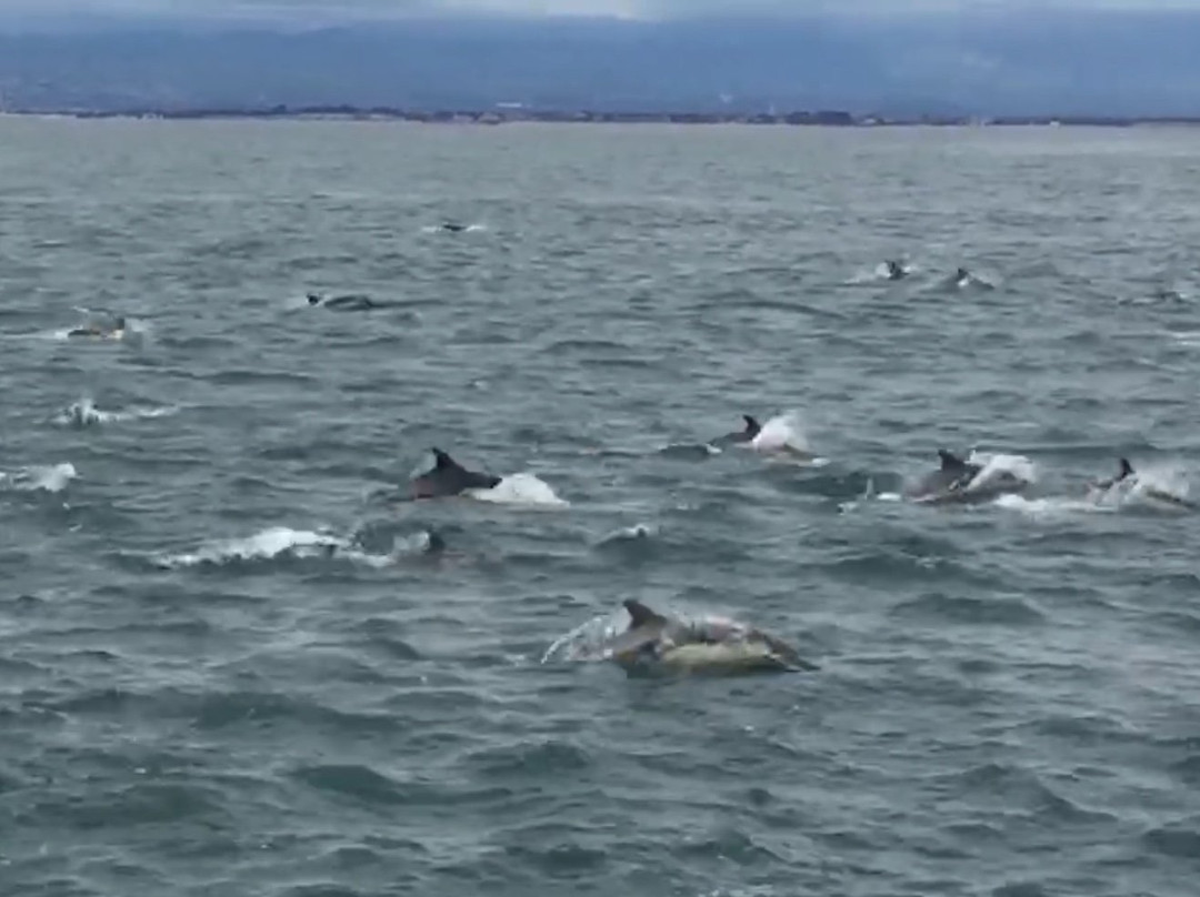 Whale Watching At H&m Landing-奥克斯纳德必去景点