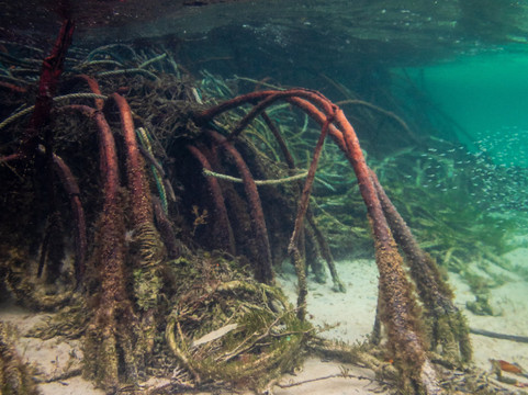 Wolf's Kayaking Club Bahamas - Training, EcoTours & Adventures-拿骚必去景点