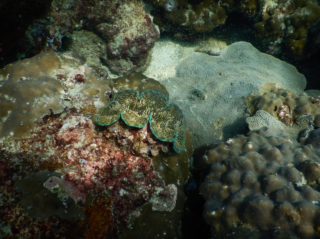 Searama Diving-扬东必去景点