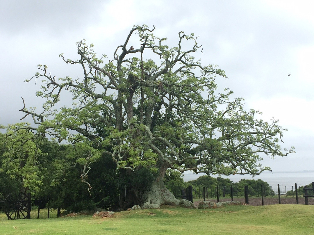 Castillos旅游攻略图片