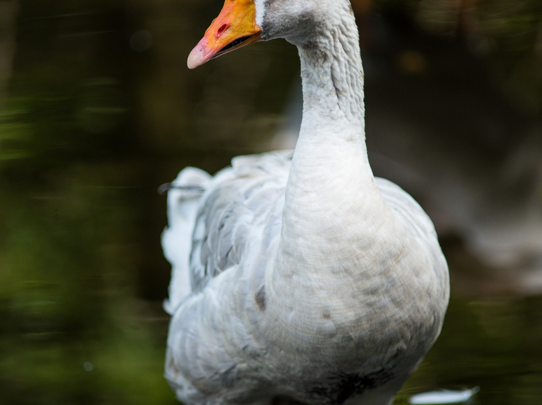 Flamingo Gardens-戴维必去景点