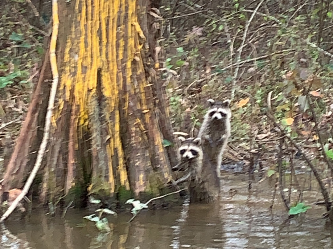 Dr. Wagner's Honey Island Swamp Tours-斯莱德尔必去景点