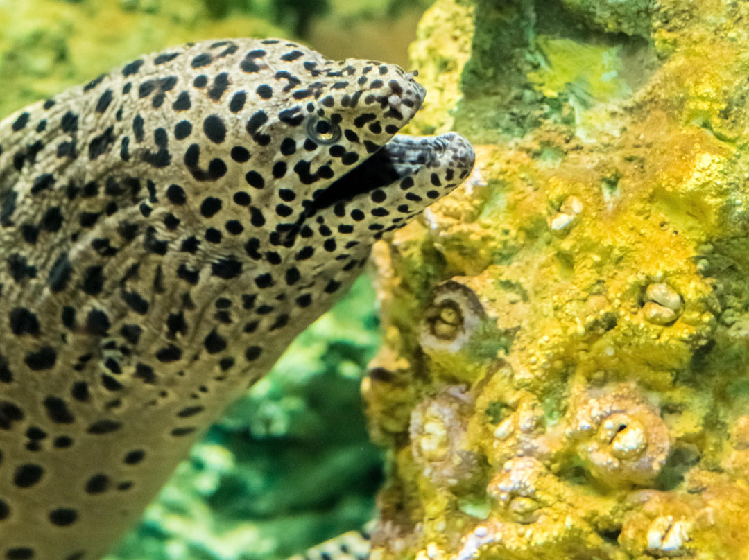 Top Boutique Aquarium-乔治城必去景点