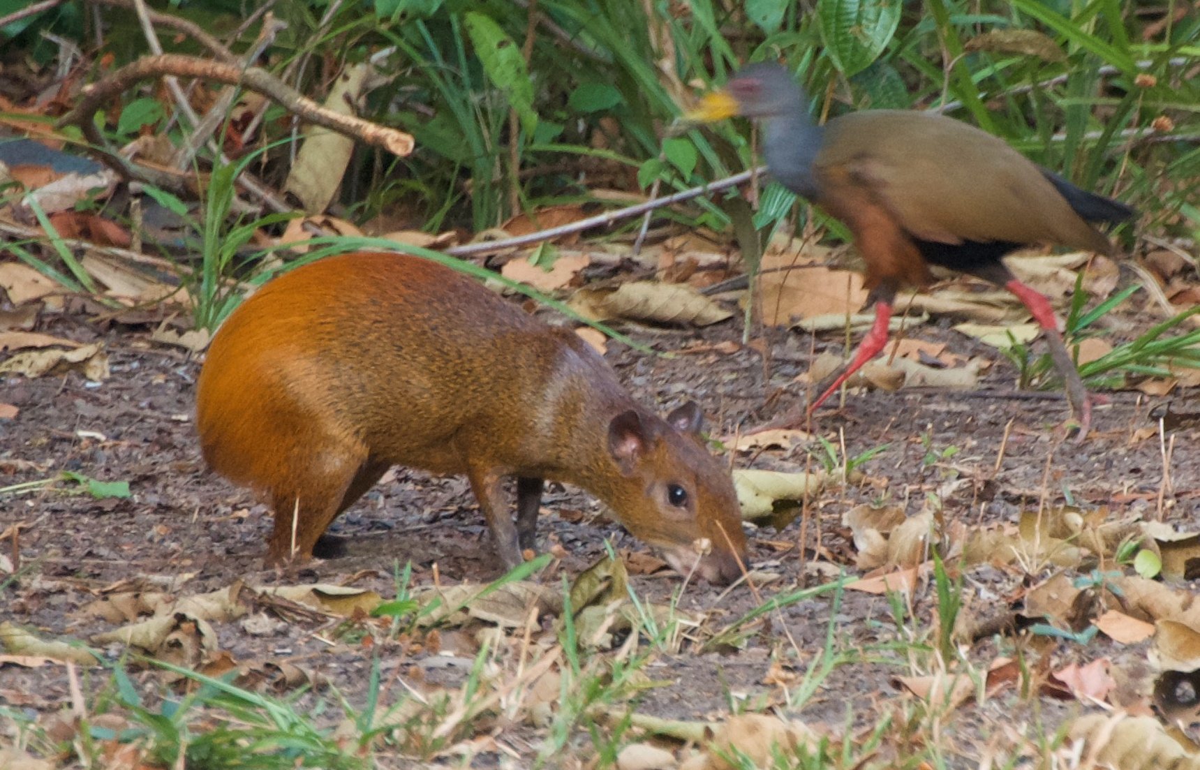 Paracauary Ecopousada-官方