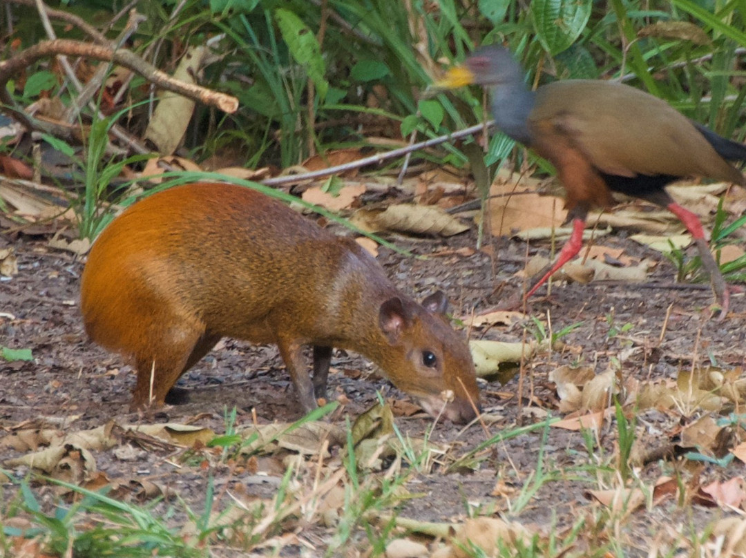 Paracauary Ecopousada主图