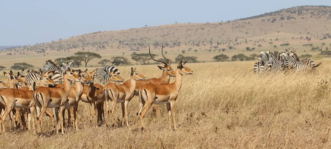 Serengeti Sange Safari -  Day Tour景点图片