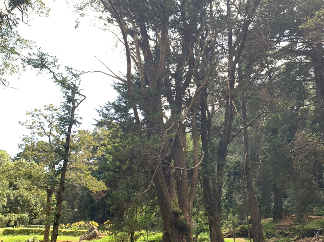Hakgala皇家植物园景点图片