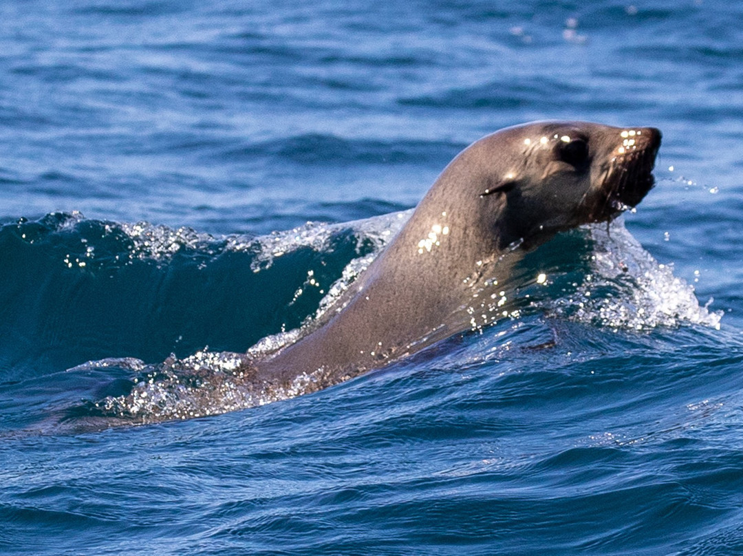 GoWhaleWatching Merimbula-梅林布拉必去景点