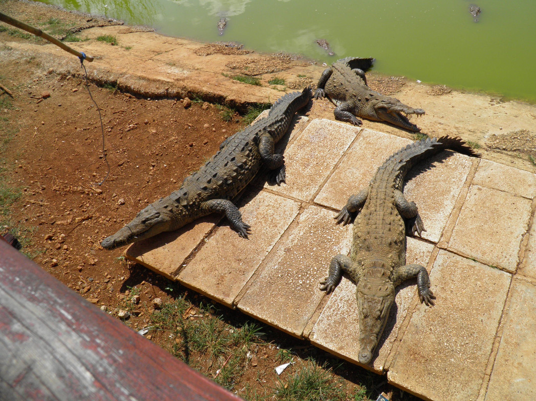 Crocodile Farm景点图片