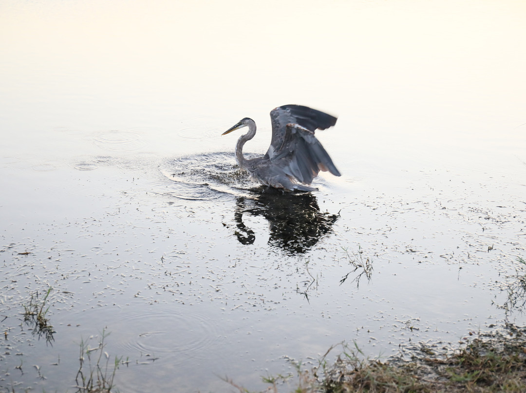 Arthur R. Marshall Loxahatchee National Wildlife Refuge景点图片