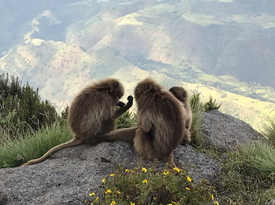 Dawoud Sulayman - Simien Mountains Tours-贡德尔必去景点