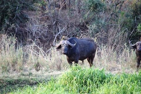 Kruger Park Tours - Kruger Game Drive-雾观必去景点