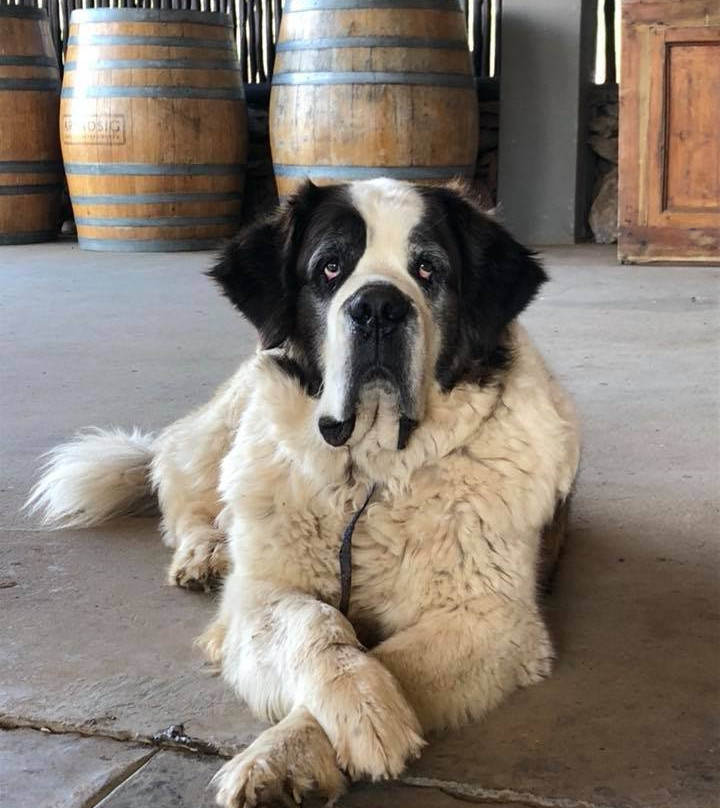 Arendsig Single Vineyard Wines-Bonnievale必去景点