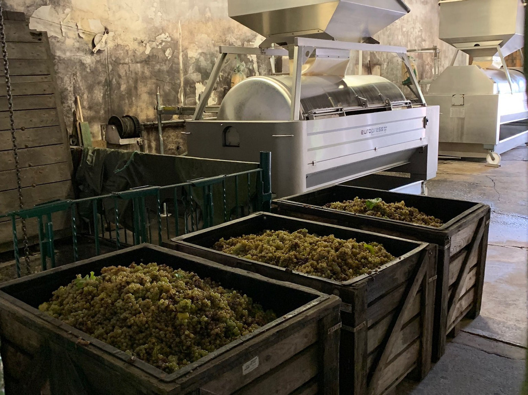 Weingut Maximin Grunhaus景点图片