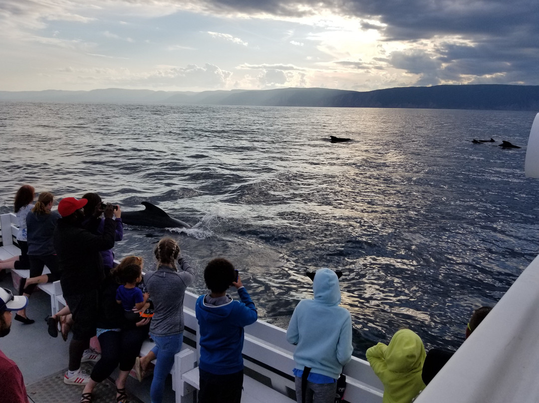 Ingonish Whale Watching景点图片