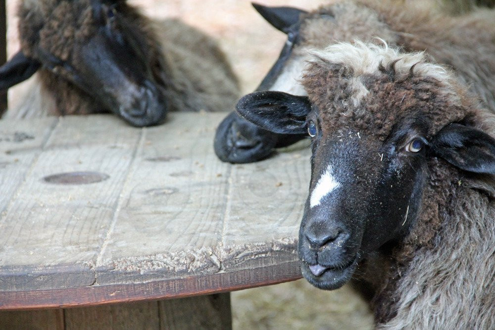 Farmhouse Sanctuary主图