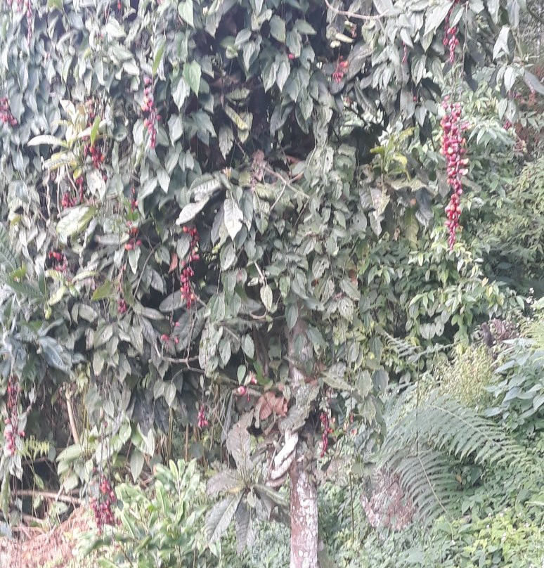 Rock Garden-Namchi必去景点