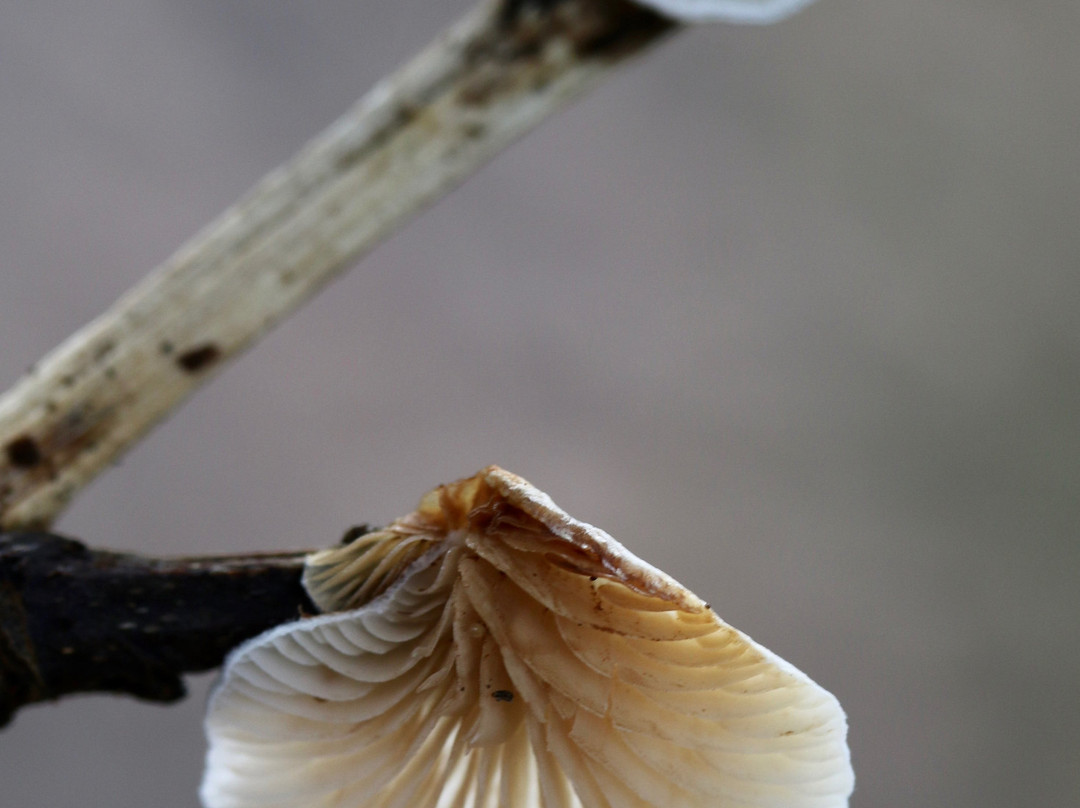 East Blean Woods National Nature Reserve景点图片