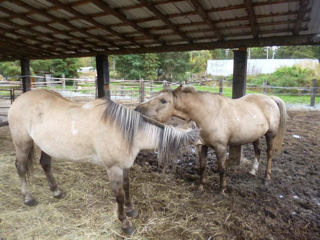 Alaska Horsemen Trail Adventures-Cooper Landing必去景点