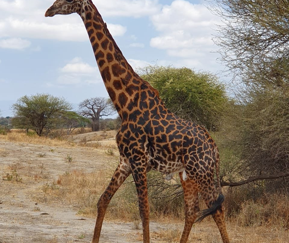 ​Rokini Tanzania Safaris-阿鲁沙必去景点