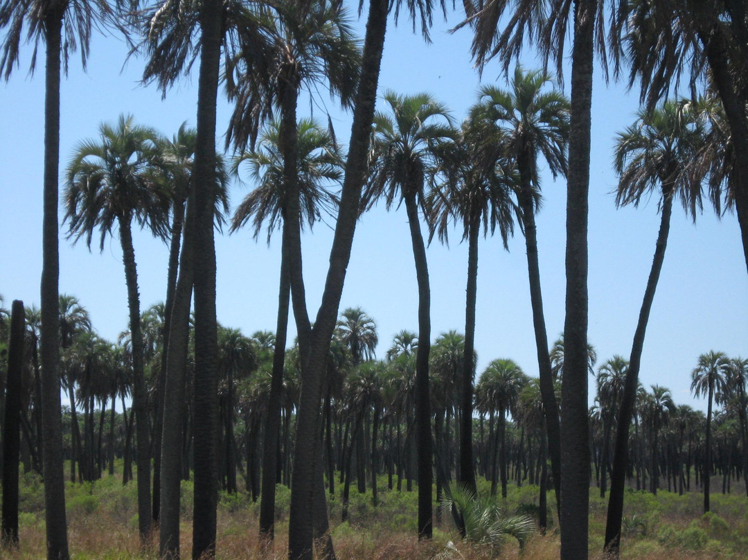 Parque Nacional El Palmar景点图片