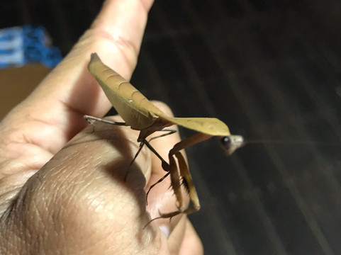 Wildlife Dream Tour-Pangkalan Bun必去景点