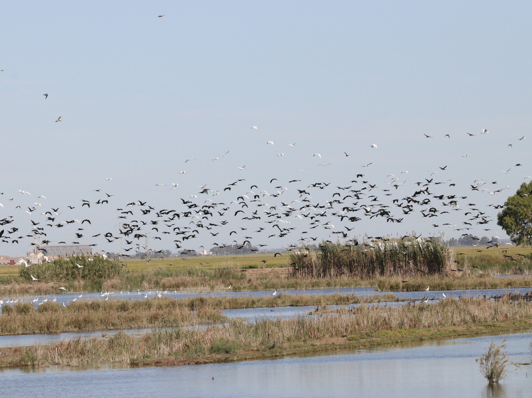 Ecotono Birding景点图片