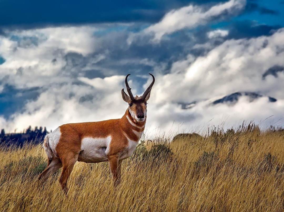 National Park Travel Club-西黄石镇必去景点
