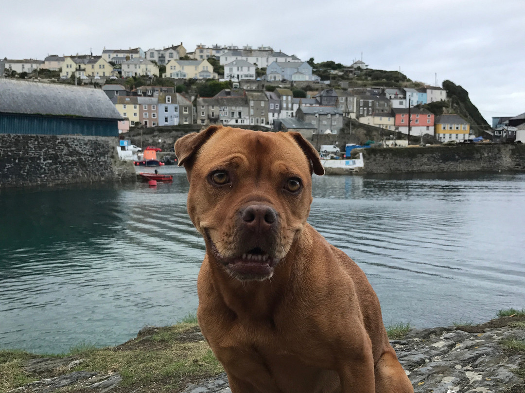 Mevagissey Harbour Wall-梅瓦吉西必去景点