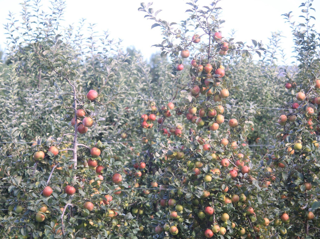 Park Hill Orchard景点图片