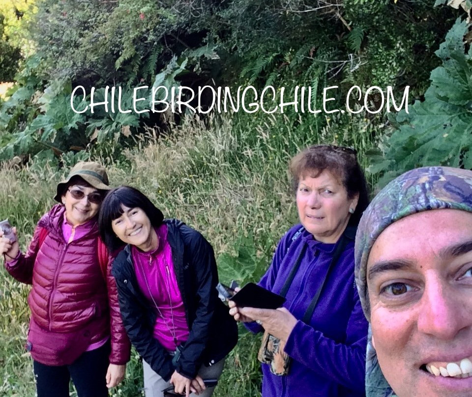 Chile Birding Chile景点图片