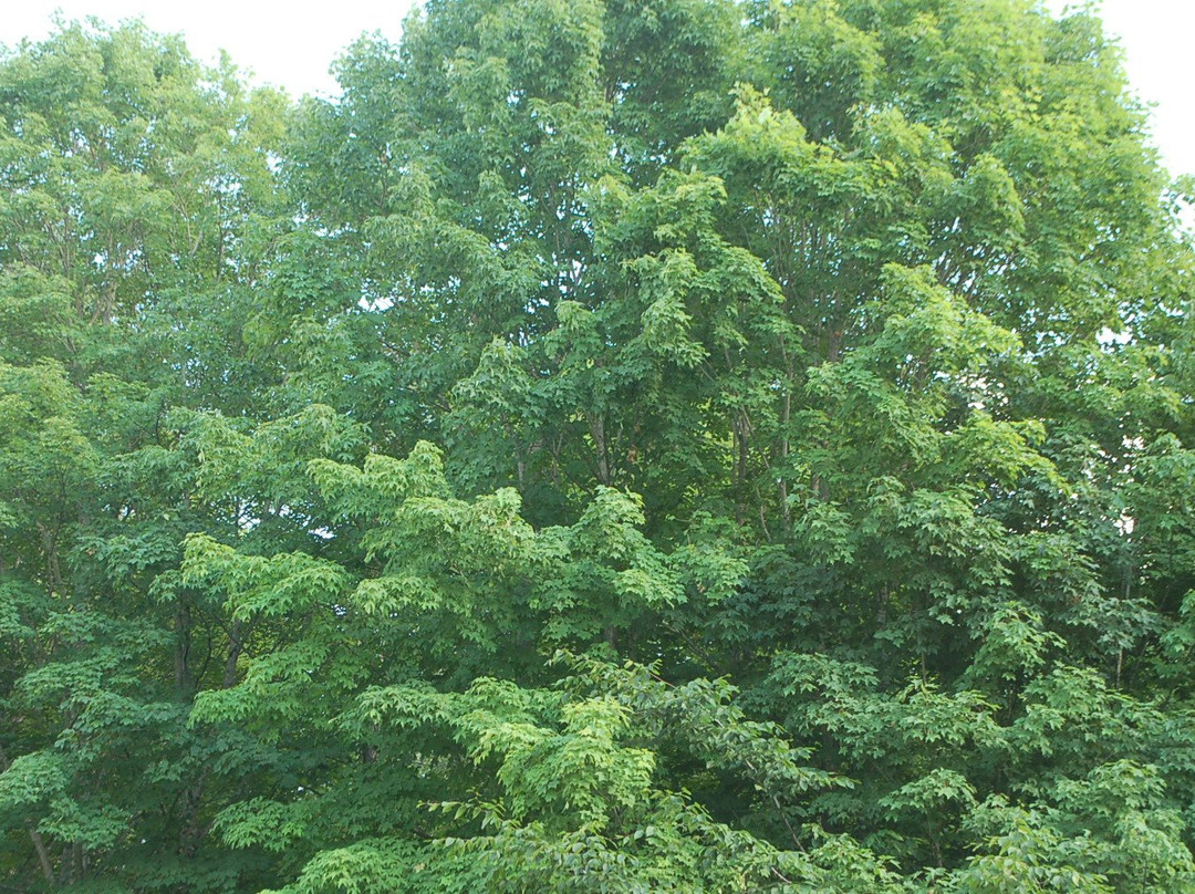 Maple Leaf Motel主图