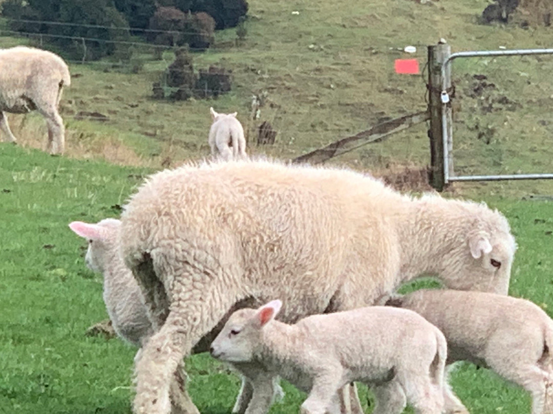 Banks Peninsula Experience景点图片