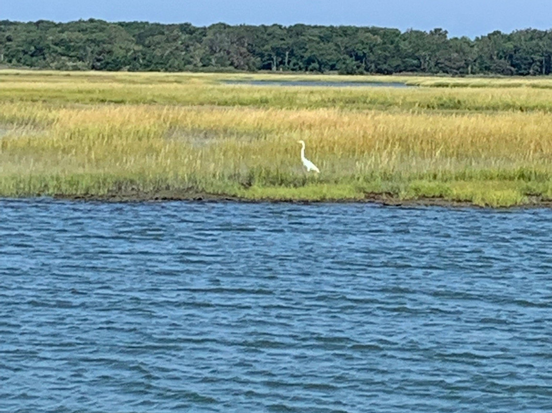 Birding By Boat on the Osprey-开普梅必去景点