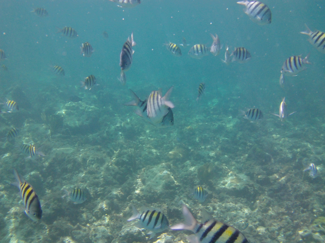 Rainbow Reef-Bimini必去景点