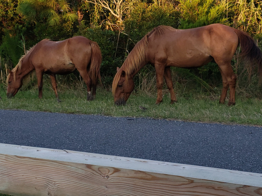 Assateague State Park景点图片