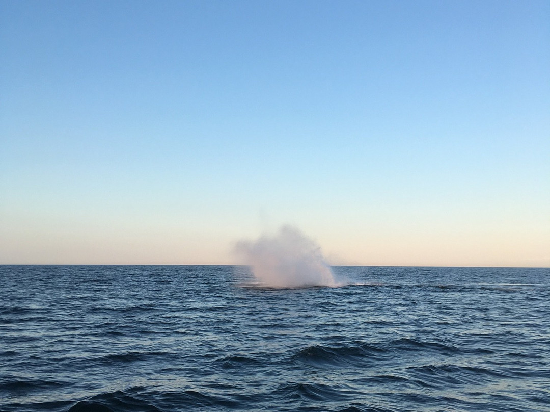 Island Cruises Whalewatching-Campobello Island必去景点