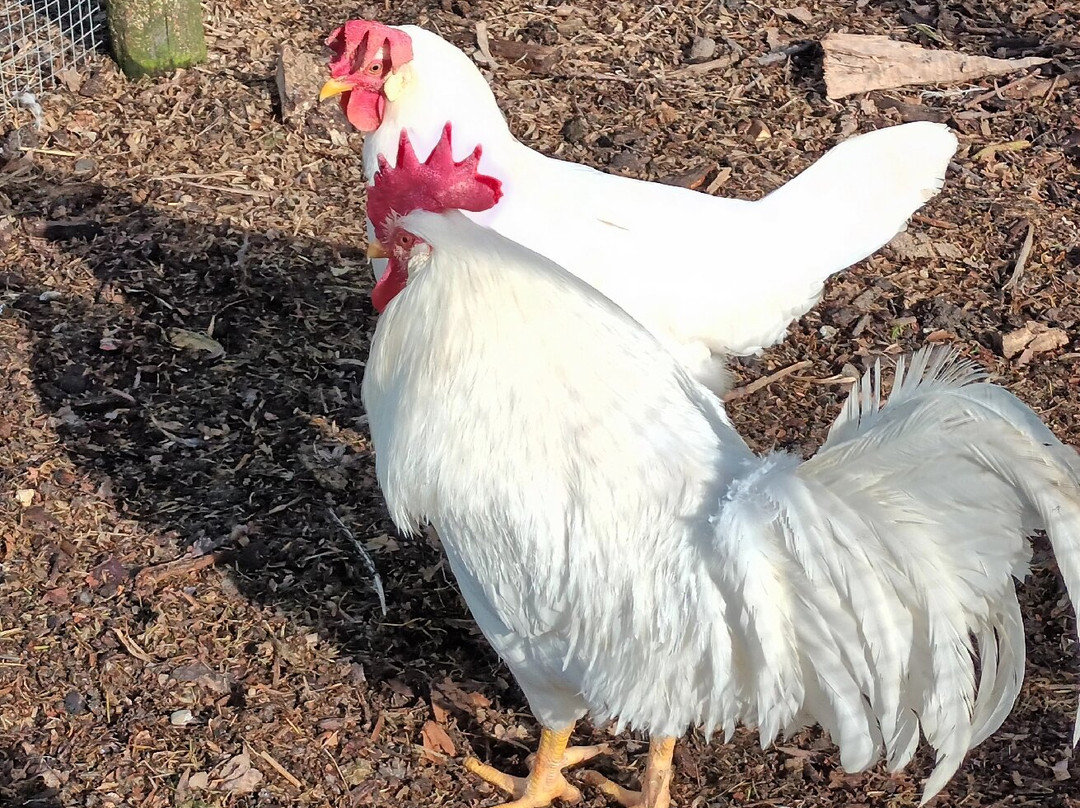 Rundveemuseum Aat Grootes