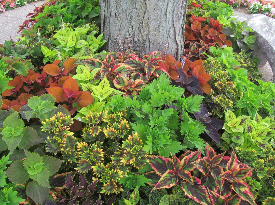 Dubuque Arboretum & Botanical Gardens-迪比克必去景点