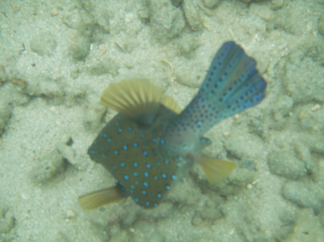 Hippocampe plongee-Mamoudzou必去景点