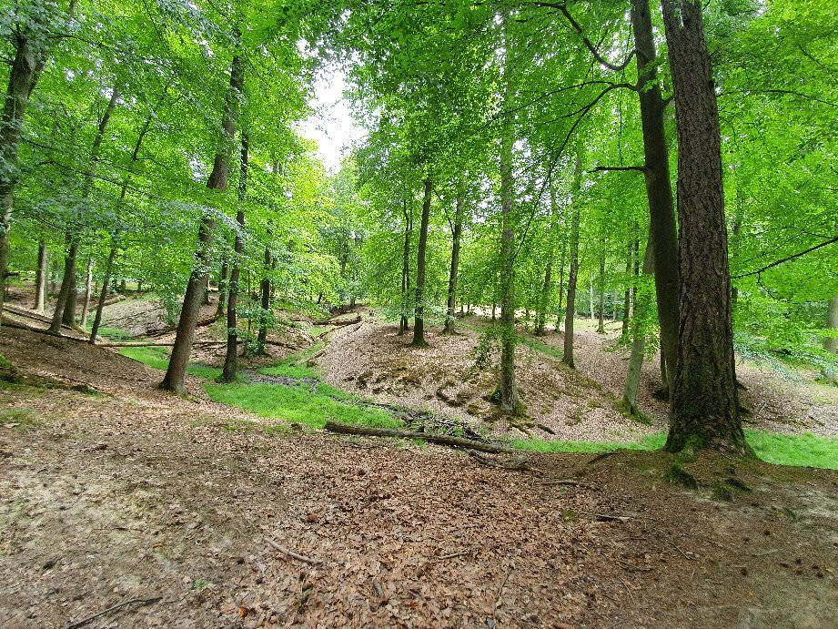 Wildwald Vosswinkel景点图片