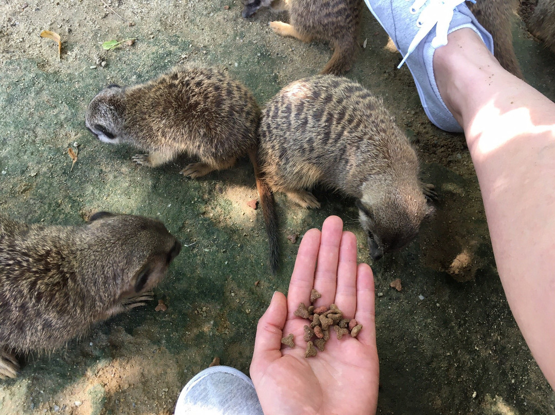 Zoo Linz-林兹必去景点