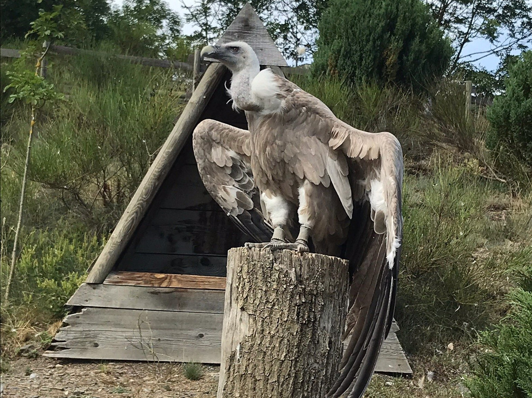 Les Aigles d'Aure - Volerie des Pyrenees景点图片